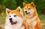 秋田犬和柴犬：你真的能分辨出它们吗？