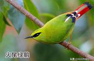 中国47种画眉亚科鸟类：你能认出几种？