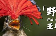 亚马逊的野生世界：鸟类奇观