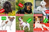 英国养狗成本揭秘：最贵的一年高达46000元，养狗真的需要大笔投入！