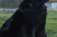 纽芬兰犬：温柔的巨人，犬种小百科！