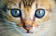 揭秘猫咪的身体奥秘（一）：猫在夜晚是否具备视觉能力？