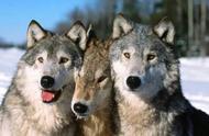 最像狼的八种狗，哈士奇只是其中之一，你猜那只柯基是谁？