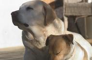 拉布拉多犬养护秘籍：听听专家的建议