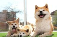 秋田犬的双面性：忠诚与养护的挑战