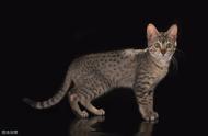 阿西比尼亚猫：古埃及的神秘宠物