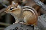宁夏花鼠：一种神奇的小动物