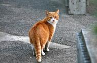 辟谣：滞销布偶猫被弃并非事实，三种猫咪处理方式可能对它们造成伤害