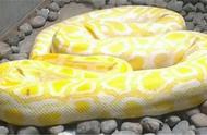 黄金蟒：宠物蛇的详细介绍与饲养指南