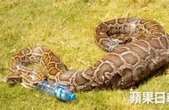 香港蟒蛇贪吃吞下小羊，无法移动被4人救援