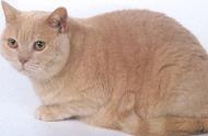 欧洲短毛猫：每日一读的猫咪品种