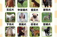 中华田园犬图鉴：重新认识你的宠物伙伴