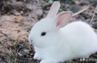 长毛兔养殖：探索高产高效的未来之路