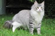 北欧神话中的传奇猫咪：神秘与魅力的化身！