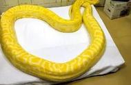 浙江男子收养蟒蛇幼崽，3年后成为黄金巨蟒，守护家园