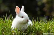海棠兔是否会出现毛球症并导致软便？