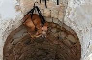 西班牙猎犬的悲惨命运：每年5万只被遗弃和杀害