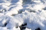 【小葵的雪地初体验：伯曼猫的冬季冒险】