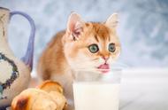 猫咪的美食清单：人类食物中的健康选择