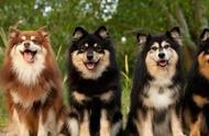 狼与狗的完美结合：你了解这些最像狼的狗狗品种吗？