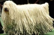 稀有的古代牧羊犬：拖把般的高贵与珍稀