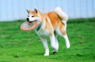 日本最壮观的狐狸犬种：国宝级，但在中国却遭禁养