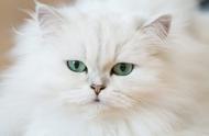 波斯猫的异色瞳：稀有猫咪养护手册