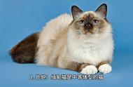 缅甸猫：优雅、和蔼且拥有独特魅力的猫种