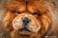 揭秘世界名犬松狮：广东人称之为獢獢的中国本土犬