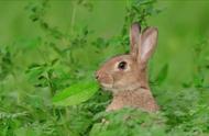小朋友们，你知道可爱的兔子一般能活多久吗？