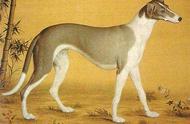 《长安十二时辰》中的细犬：揭秘古老的狩猎犬种