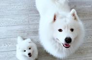 为什么尽管萨摩耶犬如此可爱，却很少有人选择养它？