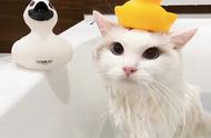 五种被誉为“最香”的猫咪，只有养过的人才知道，它们一年不洗澡也能保持香气。