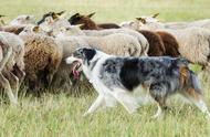 聪明的牧羊犬养护指南：注意这3个关键点