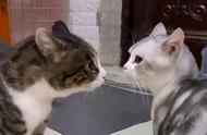 美短猫与狸花猫的相似性：为何美短猫更值得选择？