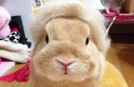 川普兔的时尚进化：今年流行的「掉毛蓬松帽」变身爆炸头！