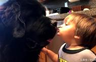 小主人尝试亲吻纽芬兰犬，结果被狗狗的口水惊倒