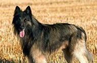 比利时特伏丹犬：因为长得像狼而被封杀的狗