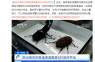 苏州海关成功截获8只活体长戟大兜虫，刷新世界纪录