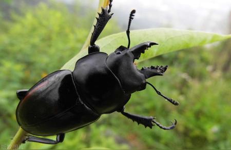 锹甲虫入侵家庭：原因及应对策略！
