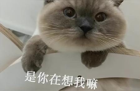 暹罗猫的