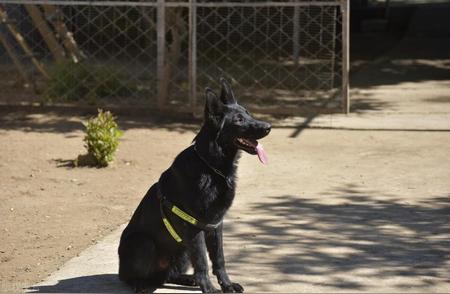 东德牧羊犬的优缺点一览