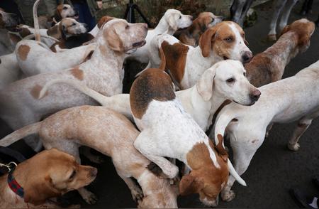 新研究揭示：小型犬的寿命更长