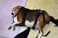 因主人老年痴呆，狗狗被喂食过多，如今体重达40公斤