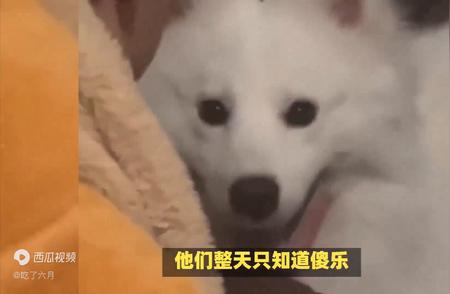 萨摩耶犬的性格特点有哪些？