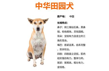 中华田园犬：国宝级宠物，色彩斑斓的智慧伴侣