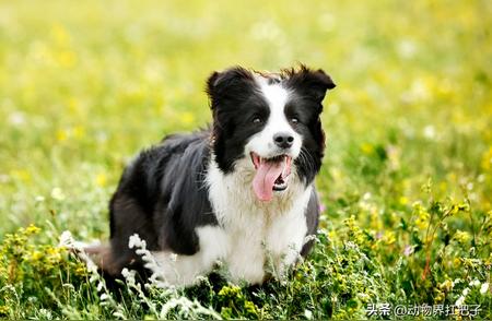 每日一狗：今日的主角是边境牧羊犬