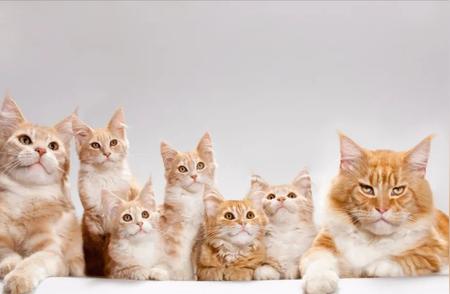 全球宠物猫数量惊人：超过5亿只！