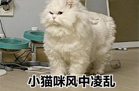 痛诉：被诱骗养“波斯猫”的人，我陷入了深深的困境！