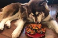 王思聪的宠物狗享受螃蟹大餐，网友羡慕不已